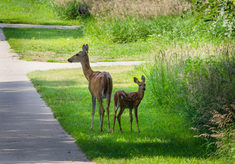 deer-on-shoulder-of-country-road